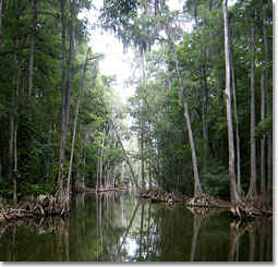 Crusing the Dora Canal in Mount Dora Florida